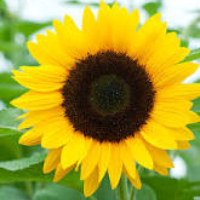 Profile avatar image for Cam