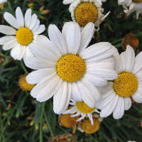 Profile avatar image for mikismith