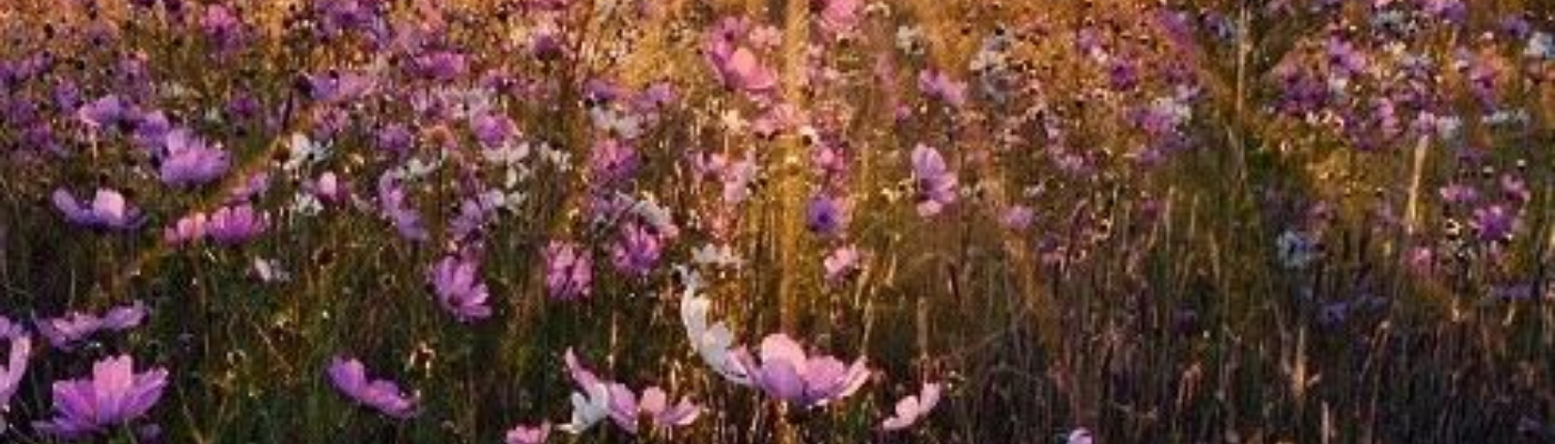 Profile banner image for Rose22