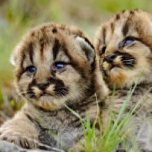 Profile avatar image for CodeRed5