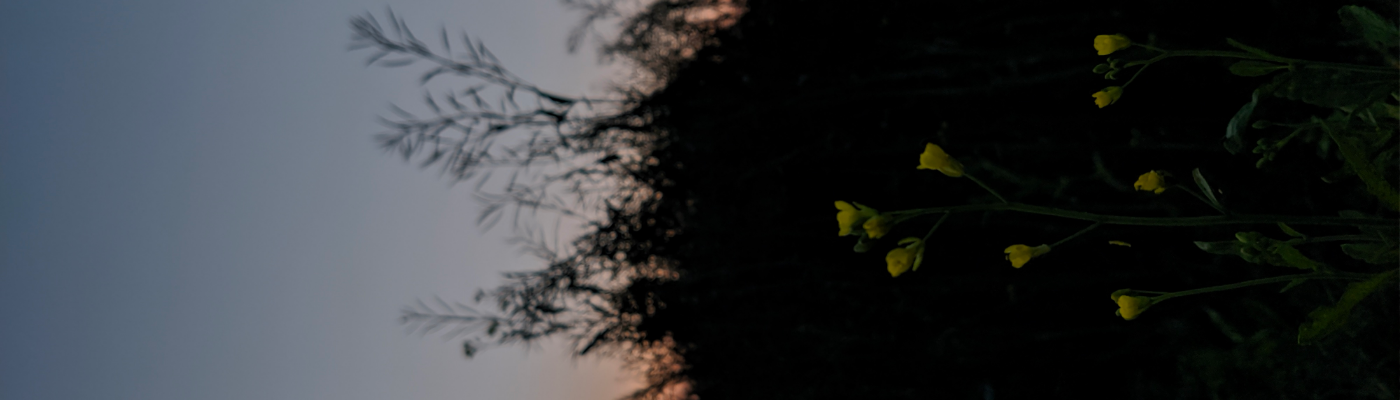 Profile banner image for imperium_odium