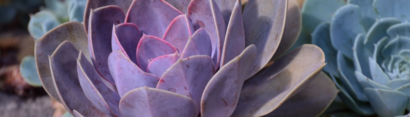 Profile banner image for lorawilson