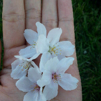 Profile avatar image for inaaznan