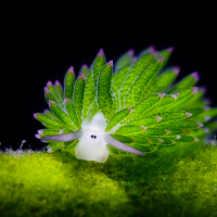 Profile avatar image for shurawritez