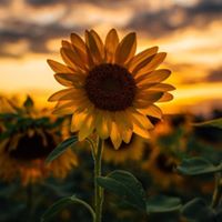 Profile avatar image for AeroSpark