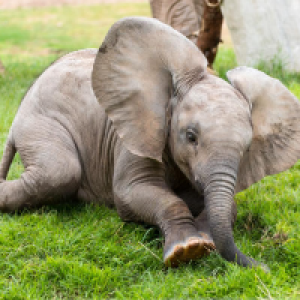 Profile avatar image for Iamagoofball