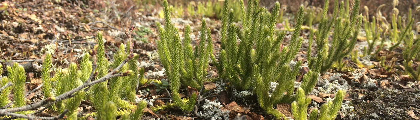 Profile banner image for TrinaM