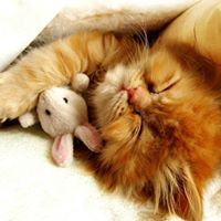 Profile avatar image for RonnyFlatau