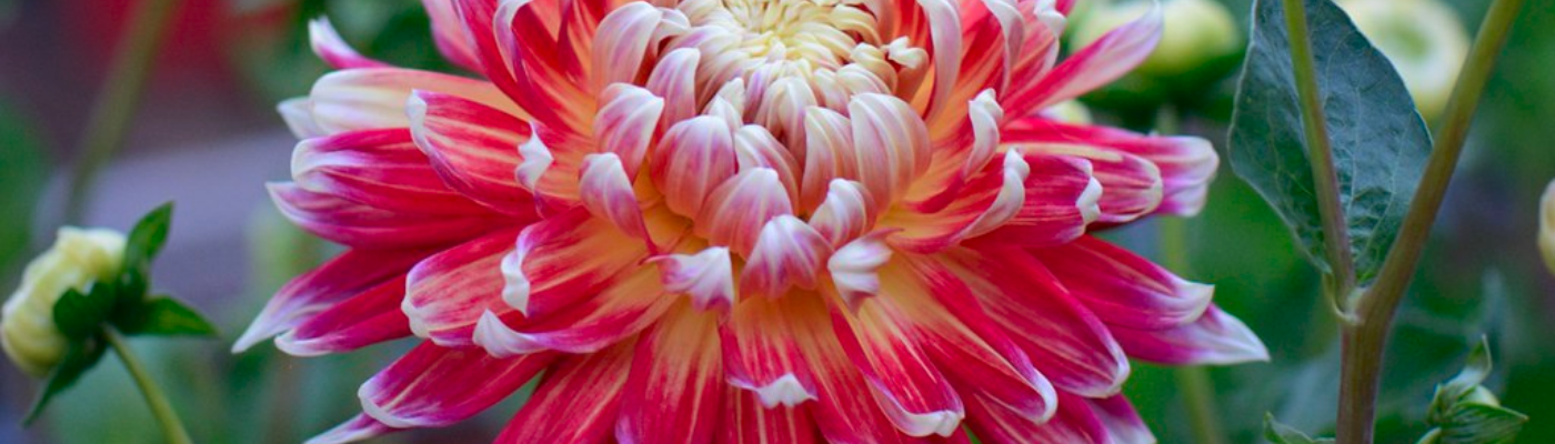 Profile banner image for dolores_horus