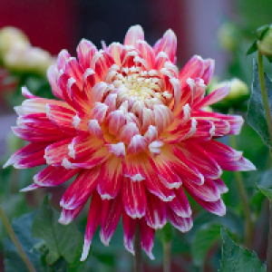 Profile avatar image for dolores_horus