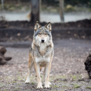 Profile avatar image for Karoma