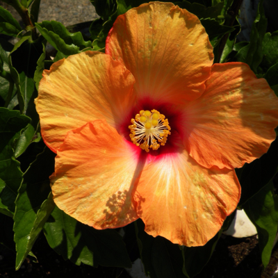 Profile avatar image for Randi