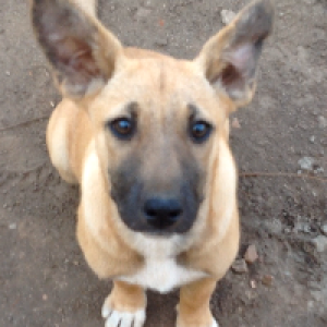 Profile avatar image for Chosen