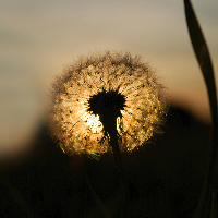 Profile avatar image for Dandelioness