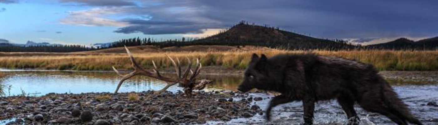 Profile banner image for RiverWolf