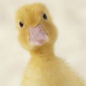 Profile avatar image for oakay