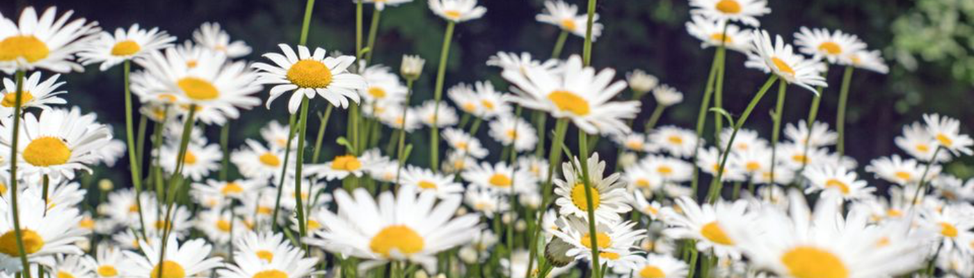 Profile banner image for DaisyWillow