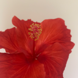 Profile avatar image for Shiv05