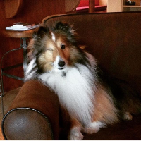 Profile avatar image for Vikinghorn