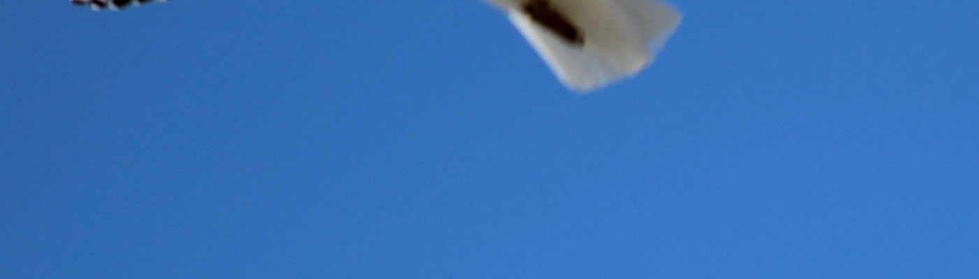 Profile banner image for crow_e