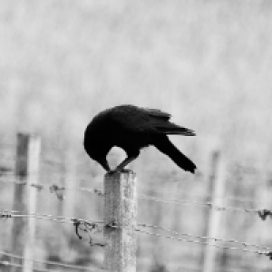 Profile avatar image for crow_e