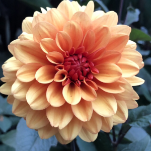 Profile avatar image for LionHeart24601