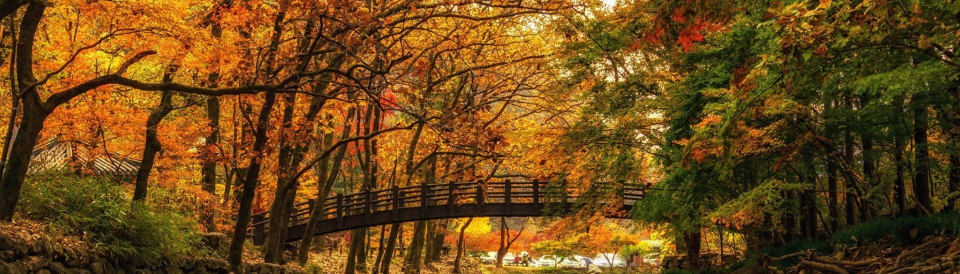 Profile banner image for lonelymapleleaf