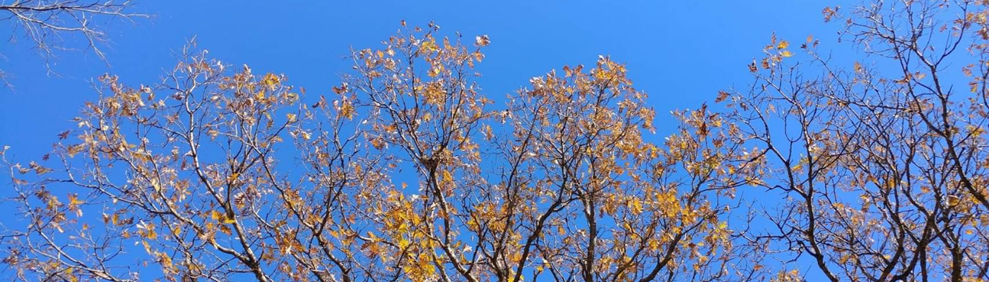 Profile banner image for KatherineIrene