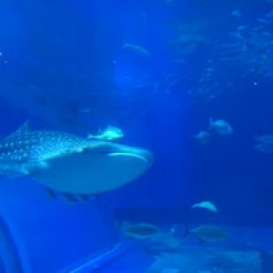 Profile avatar image for rosevalkyrie