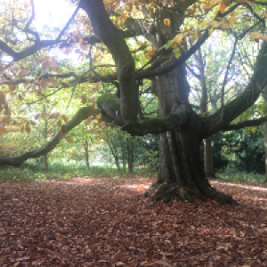 Profile avatar image for ThomasDLee