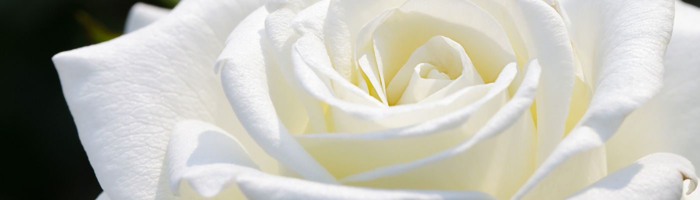 Profile banner image for ClearPurpose57