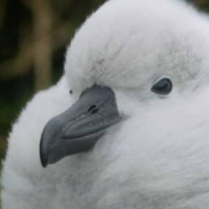 Profile avatar image for Albatross