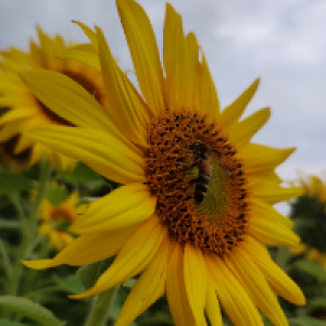 Profile avatar image for Uatkustu