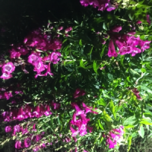 Profile avatar image for BBAdem