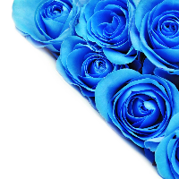 Profile avatar image for 6BlueRoses