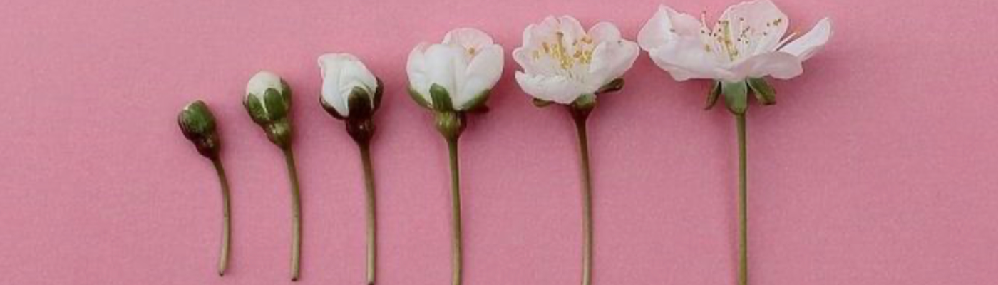 Profile banner image for sunnyv