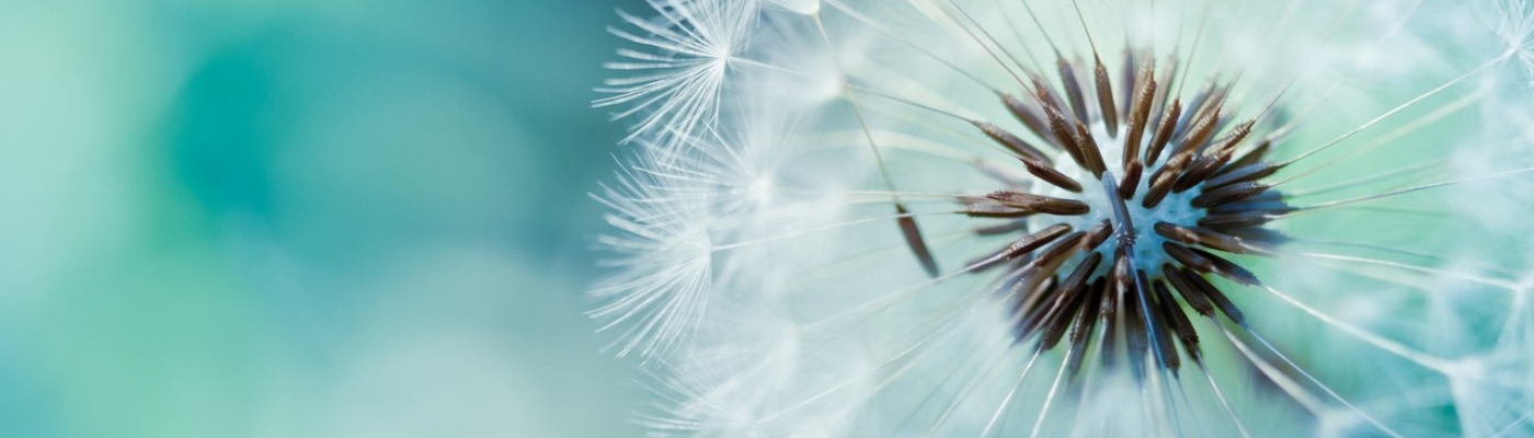 Profile banner image for saudade