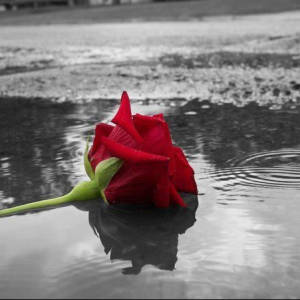 Profile avatar image for SikoraRaiyn