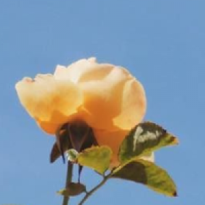 Profile avatar image for Jules_B