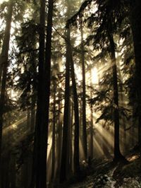 Profile avatar image for Max_im_lion