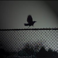 Profile avatar image for Cross