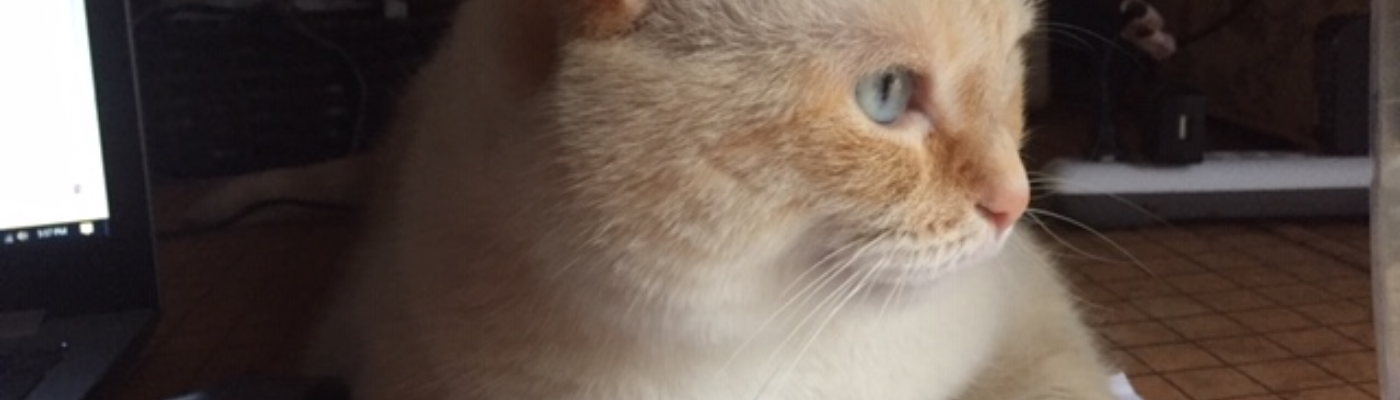 Profile banner image for braeihle