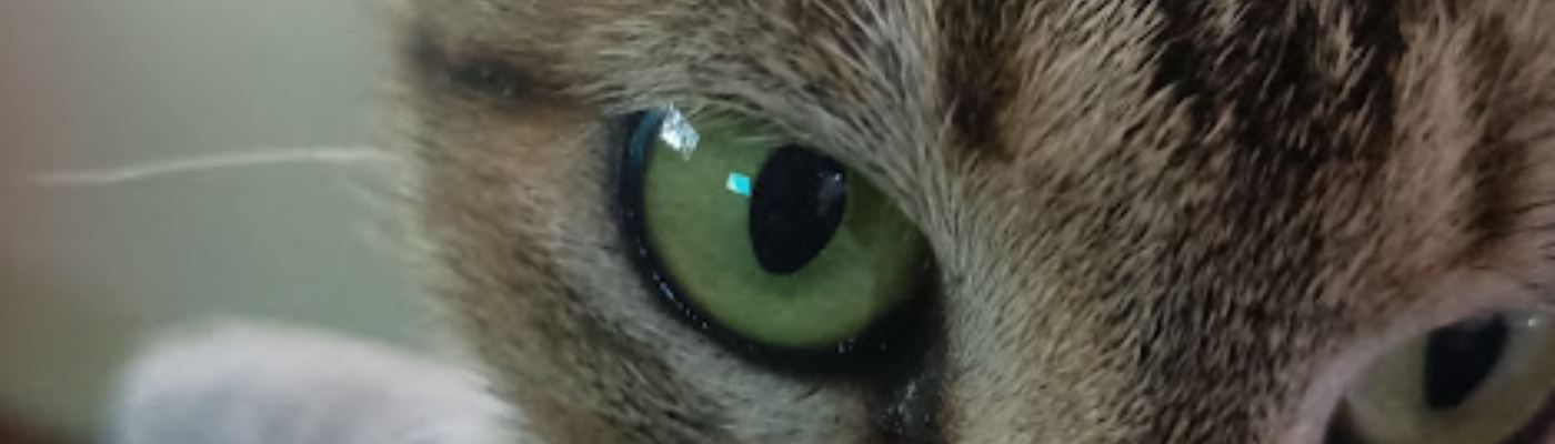 Profile banner image for Axellacce