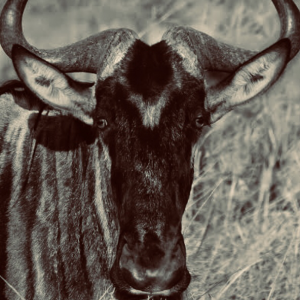 Profile avatar image for GeorgieGnu