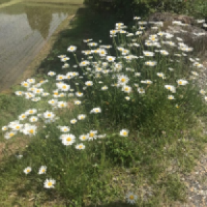 Profile avatar image for isabellagracee