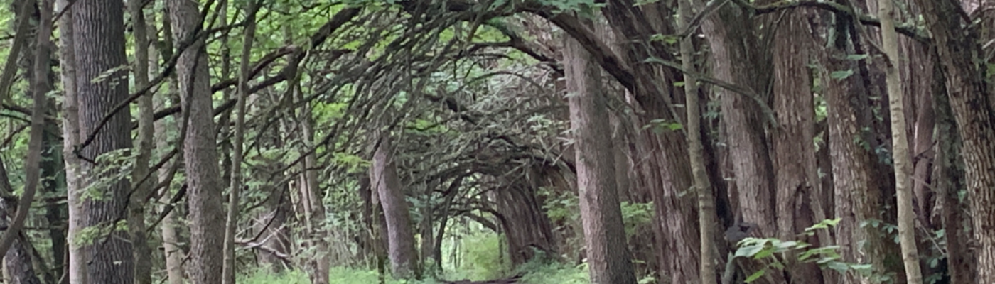 Profile banner image for kmoss