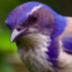 Profile avatar image for Scrubjay