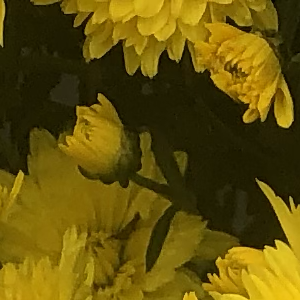 Profile avatar image for Majorsara