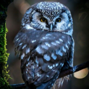 Profile avatar image for BlueOwl