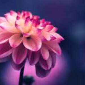 Profile avatar image for Sleekdesigns